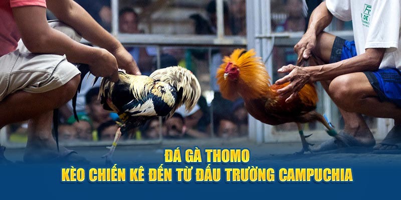 Giới thiệu về hình thức đá gà Thomo đình đám