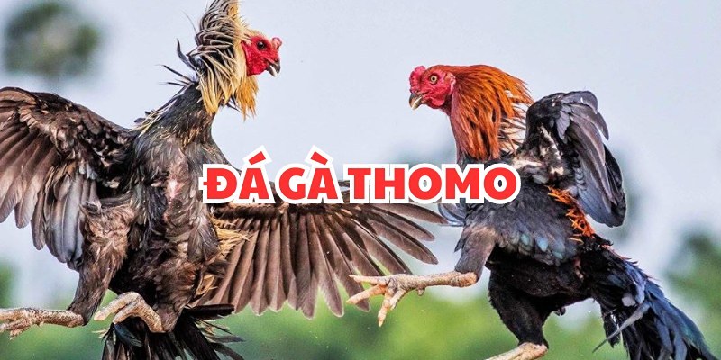 da ga thomo j88